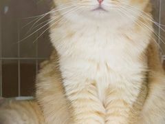 -翊宠yipet猫狗购宠庄园犬舍•猫舍