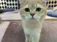 -大型宠物商超·宠海王国·宠物猫狗活体·用品·美容(新世界百货重庆店)