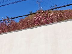 -河口景区