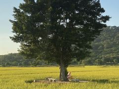 -风云岭森林公园