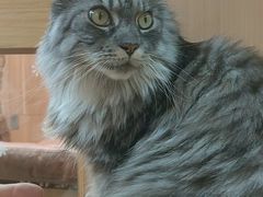 -MOCHA明星猫咖(田子坊店)