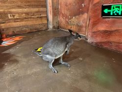 -Zoolung Zoolung动物主题公园(海信广场店)