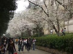 -武汉大学-樱园
