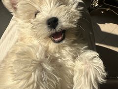 -翊宠yipet猫狗购宠庄园犬舍•猫舍