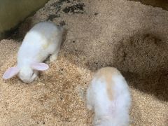 -上海大自然野生昆虫馆