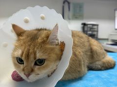 -达爱动物医院·犬猫分区·CT·复杂眼科(远洋山水分院)