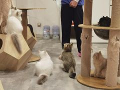 -楼上猫咖(罗湖店)