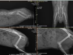 -雨林宠物医院 非犬猫异宠专科