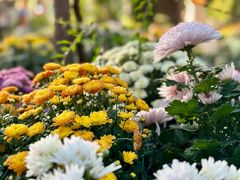 -上海共青森林公园