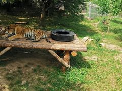 -西安秦岭野生动物园