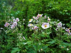 -叠溪松坪沟景区