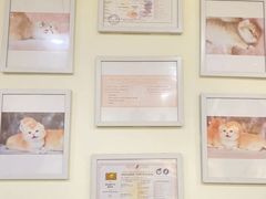 -柚子猫舍·精品猫舍购猫·猫咪认养·购宠·宠物店