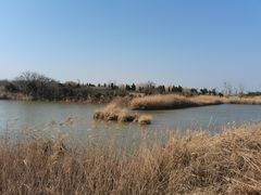 -盐城丹顶鹤湿地生态旅游区