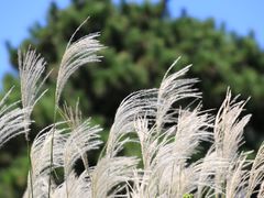 -国家植物园
