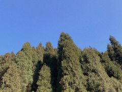 -武陵山森林公园