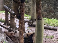 -都江堰中华大熊猫苑