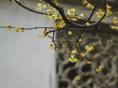 -六出私塾LiuChu•成人美术书法系统课程专业画室(熊婆婆的花园店)