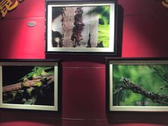 -上海昆虫博物馆