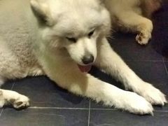 小宝-西塘明榉坊客栈