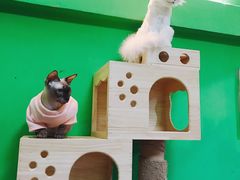 -李小姐の猫咖啡馆(五角场店)