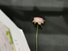 -瓦肆 VAS ear(普陀沪西店)
