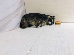 -浣熊柯尔鸭土拨鼠·电玩咖