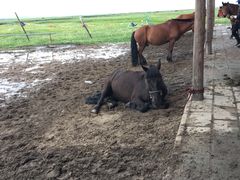 -塞罕坝国家级自然保护区