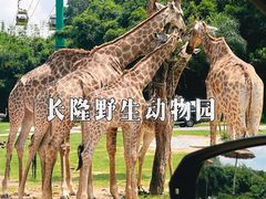 -广州长隆野生动物世界