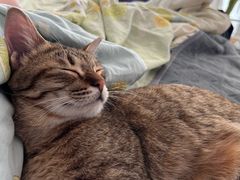 -凯特喵百思猫专科医院