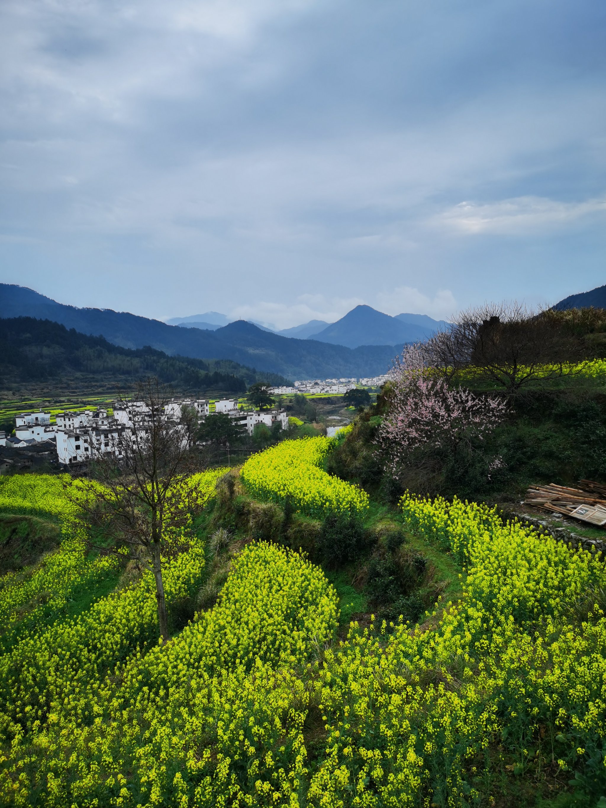 上饶婺源油菜花图片