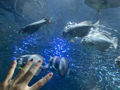 -上海海洋水族馆