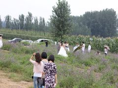-北京东方普罗旺斯薰衣草庄园