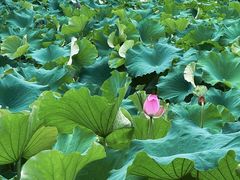 -丝绸小镇荻港古村