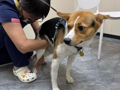 -美联众合爱康动物医院•复杂内科•肿瘤科•牙科•腔镜诊疗中心