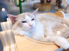 -飞行喵MR PILOT|猫舍·猫咖(静安大融城店)