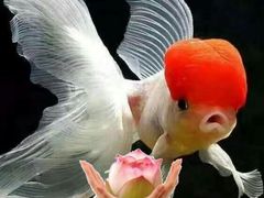 -碧中海汤泉汗蒸酒店