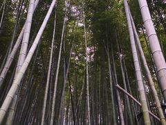 竹林-梅岭月亮湾山体公园