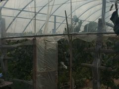 -马陆小张葡萄园农家乐