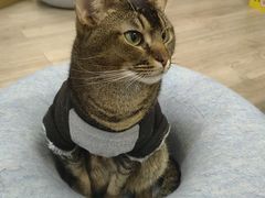 -柴迷FANS CLUB·柴犬狗咖·猫咖
