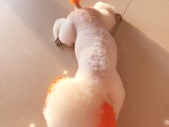 -宠颐生宠物医院·综合诊疗(先锋分院)