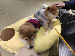 -逗柴咖啡屋·狗咖猫咖宠物桌游