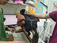 -瑞鹏宠物医院华南总院·夜诊·心脏科·骨科