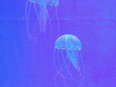 -洛阳龙门海洋馆