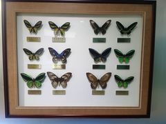 -上海昆虫博物馆