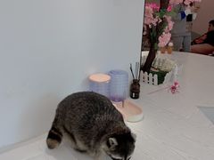 -浣熊柯尔鸭土拨鼠·电玩咖