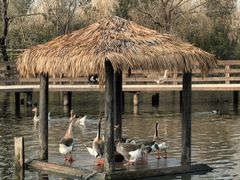 -溱湖国家湿地公园