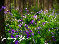 -上海共青森林公园