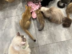 -楼上猫咖(罗湖店)