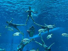 -上海海昌海洋公园