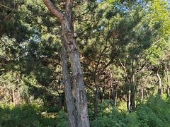 -普陀宗乘之庙(小布达拉宫)